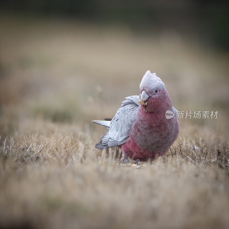 婴儿喙(Eolophus roseicapilla)